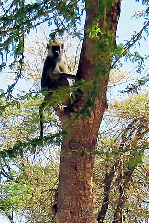 Kenia (185).jpg